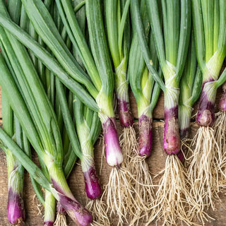 Red Baron Bunching Onion Seed