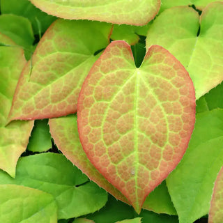 Orange Queen Epimedium