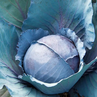 Omero Hybrid Cabbage Seed