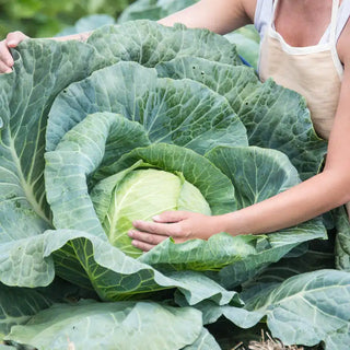 Padoc Hybrid Cabbage Seed