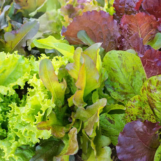 Heirloom Cutting Leaf Lettuce Seed Mixture