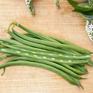 Seychelles Pole Bean Seed