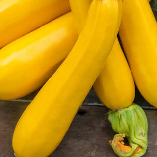 Max's Gold Hybrid Summer Squash Seed