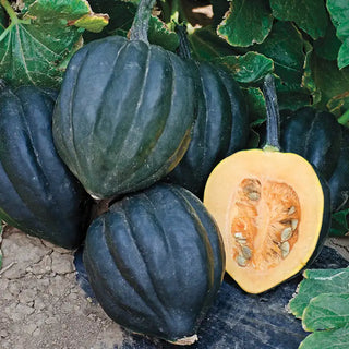 Black Bellota Hybrid Winter Squash