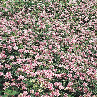 Penngift Crown Vetch Plant