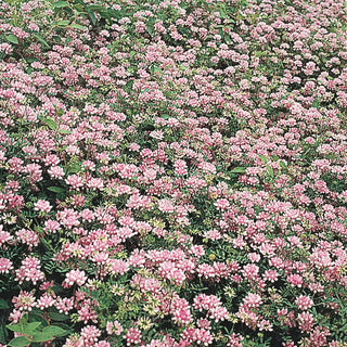 Penngift Crown Vetch Plant