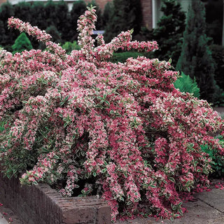 Pink Splash Variegated Weigela Shrub