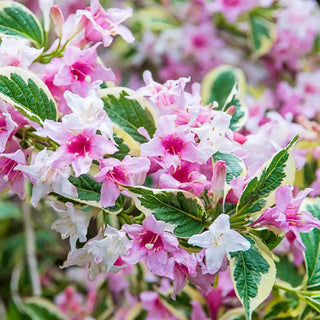 Pink Splash Variegated Weigela Shrub