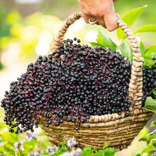 York Elderberry Plant