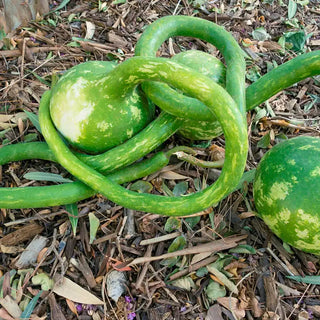 Long Handle Dipper Gourd