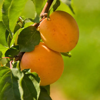 Tropic Gold Apricot Tree