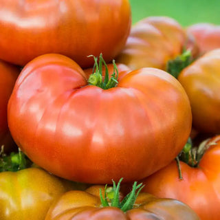 Tasmanian Chocolate Tomato