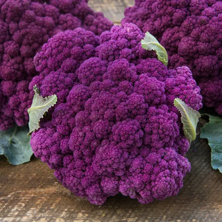 Mulberry Hybrid Cauliflower Seed