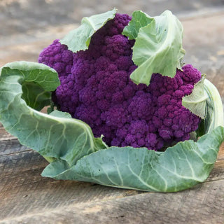 Mulberry Hybrid Cauliflower Seed