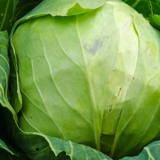 Tiara Hybrid Cabbage Seed