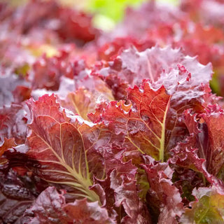 Red Velvet Leaf Lettuce