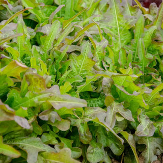 Bronze Beauty Leaf Lettuce