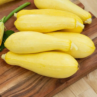 Supersonic Hybrid Summer Squash Seed