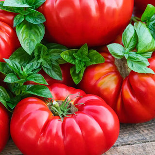 Buffalosteak Hybrid Tomato