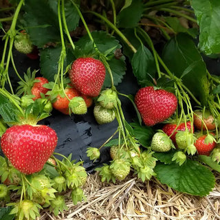 Keepsake Junebearing Strawberry Plant