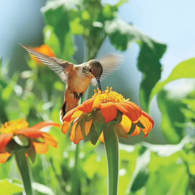 Mexican Sunflower