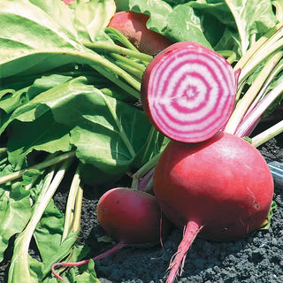 Chioggia Beet