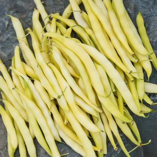 Goldrush Bush Bean Seed