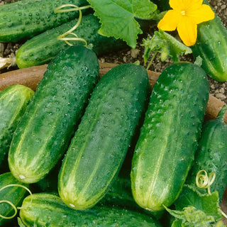 Pickling Cucumbers