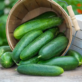 Ofelie Hybrid Slicing Cucumber Seed