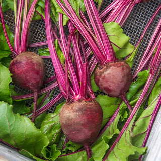 Red Cloud Hybrid Beet