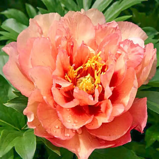 Kopper Kettle Itoh Peony