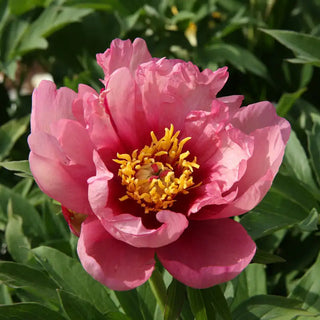 Yankee Doodle Dandee Itoh Peony