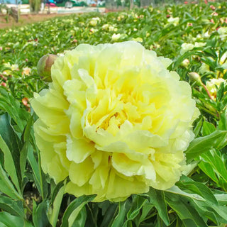 Duchesse De Lorraine Itoh Peony