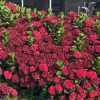 Everlasting ® Crimson Hydrangea