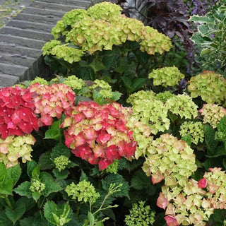 Everlasting ® Crimson Hydrangea