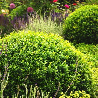 Winter Gem Boxwood Hedge