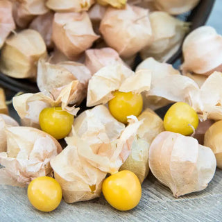 Aunt Molly's Ground Cherry Tomato