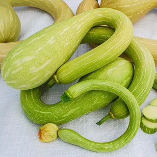 Tromboncino Summer Squash