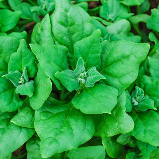 New Zealand Spinach