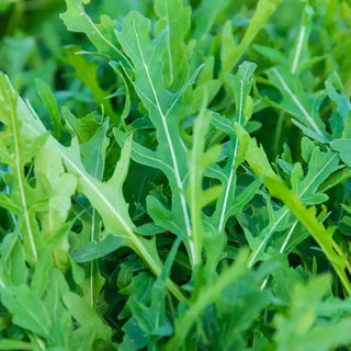 Grazia Arugula