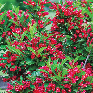 Red Prince Weigela