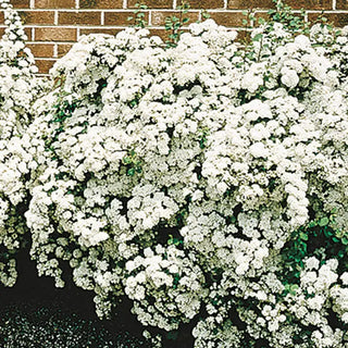 Vanhoutte Spirea