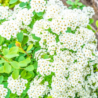 Vanhoutte Spirea