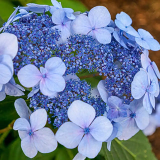 Endless Summer® Twist-n-Shout® Hydrangea