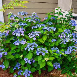 Endless Summer® Twist-n-Shout® Hydrangea