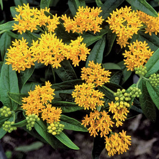 Hello Yellow Butterfly Flower