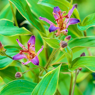 Samurai Variegated Toad Lily