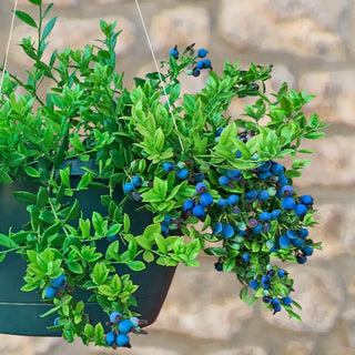 Midnight Cascade™ Hanging Basket Blueberry Plant