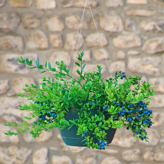 Midnight Cascade™ Hanging Basket Blueberry Plant