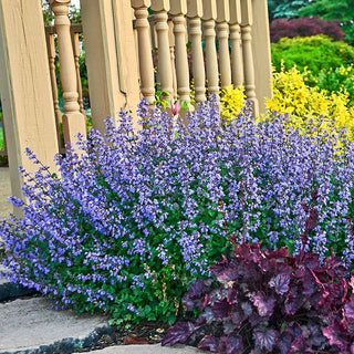 Purrsian Blue Catmint Plant